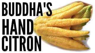 BUDDHAS HAND Taste Test amp CANDIED CITRON Recipe  Fruity Fruits [upl. by Amos866]