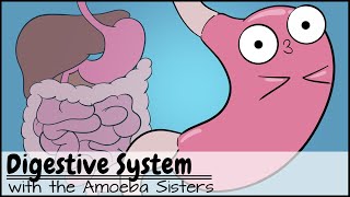 Digestive System [upl. by Atilal]