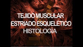 Músculo estriado esquelético  Histología [upl. by Aicilihp]