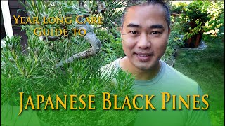 A yearly guide to Japanese Black Pine Bonsai Care [upl. by Ardnola184]