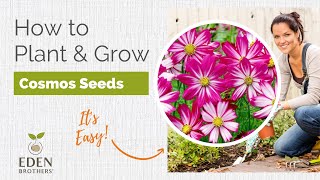 Cosmos  How to Grow Cosmos [upl. by Nanoc]