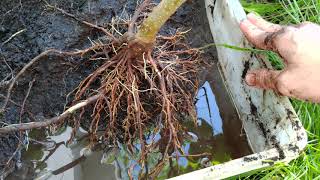 How To Growing from Root Cutting Paulownia Tomentosa  Kiri Tree  Empress Tree with Results [upl. by Adamek]