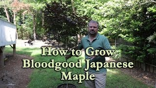 How to grow Bloodgood Japanese Maple with a detailed description [upl. by Ahsimik]