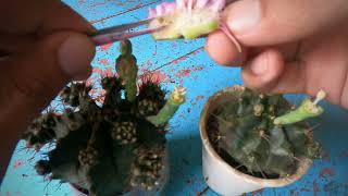 How to pollinate gymnocalycium [upl. by Mccahill]