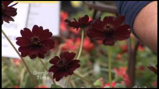 Plant Pick  Chocolate Cosmos [upl. by Nessa479]