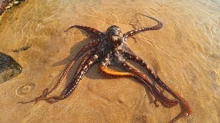 Catch n Cook Hawaiian OCTOPUS [upl. by Pathe]