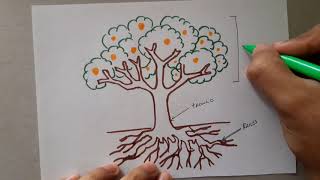 Cómo dibujar un árbol planta y sus partes  How to draw a tree plant and its parts [upl. by Arik637]