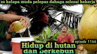 mencuri kelapa muda belakang perumahan bang tori warta petani muda hidup di hutan [upl. by Harac277]