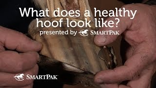 What does a healthy hoof look like [upl. by Bennir]