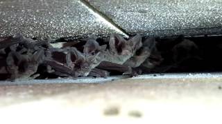 What Do Bats Look and Sound Like [upl. by Teemus938]