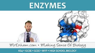 Enzymes  GCSE Biology 91 [upl. by Eilac]