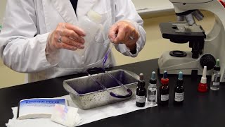 How to Perform a Gram Stain  MCCC Microbiology [upl. by Rochus787]