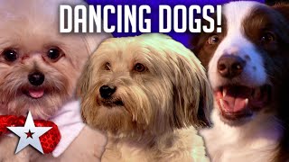 DANCING DOGS  Britains Got Talent [upl. by James]