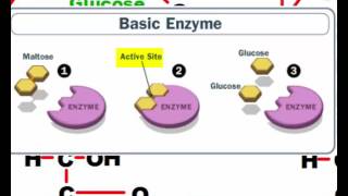 Dehydration Synthesis and Hydrolysis [upl. by Llenahc]