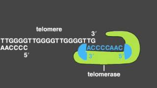 Telomere Replication [upl. by Benny]