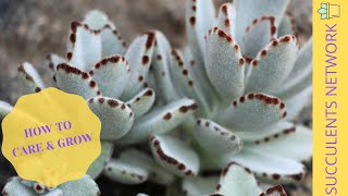 How To Grow amp Care For Kalanchoe Tomentosa Panda Plant [upl. by Ahsa]