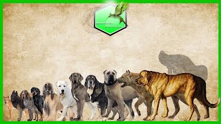 Dog Breeds Size Comparison LIVING EXTINCT [upl. by Ita388]