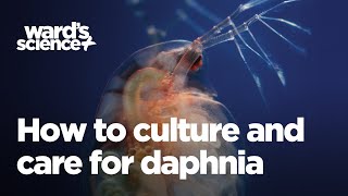 Caring and Culturing for Daphnia [upl. by Hawthorn]