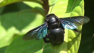 Carpenter bee Xylocopa documentary [upl. by Atrebla]