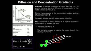 Ficks First Law 1 Diffusion Flux and Concentration Gradients [upl. by Eerihs]