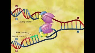 DNA Replication 3D Animation [upl. by Ainimreh]