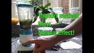 Dry Start Method Aquarium  How to grow aquarium moss [upl. by Enimaj]