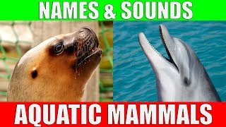 AQUATIC MAMMALS Names and Sounds for Kids to Learn  Learning Aquatic Mammals for Children [upl. by Anid]