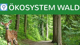 Ökosystem Wald  Entwicklungsstadien Baumarten Vegetationszonen Stockwerke  Ökosysteme 6 [upl. by Tarfe673]