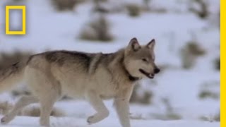 Wolf Hunting Tactics  National Geographic [upl. by Duane]