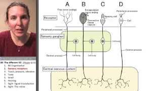 Afferent 2 Sensory receptors [upl. by Bancroft505]