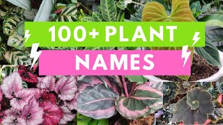 Plant Names and Pictures Plant Identification [upl. by Ahsiemal]