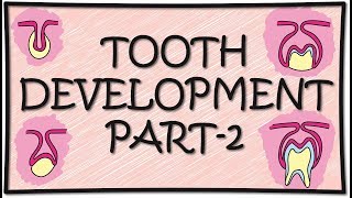 Tooth Development Odontogenesis Part2 [upl. by Christis323]