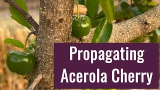 Acerola Cherry Barbados Cherry Propagation [upl. by Shalna]