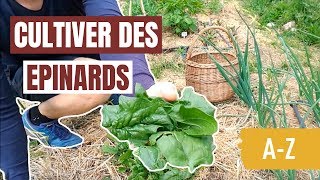 Tuto jardin  Comment cultiver des épinards AZ [upl. by Jerry]