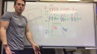 Heart Muscle myocardium Action Potential  Cardiology [upl. by Neelhtak764]