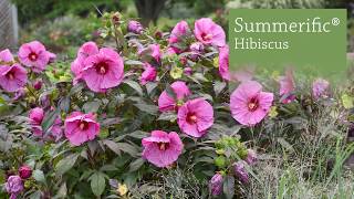 Hibiscus Production Tips  Walters Gardens [upl. by Lehrer]