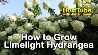 How to grow Limelight Hydrangeas Hydrangea Paniculata or Tree Hydrangea [upl. by Erbe502]