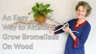 An Easy Way to Attach amp Grow Bromeliads On Wood driftwood a branch a log etc [upl. by Armington]