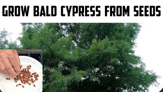 Grow Bald Cypress Trees from seeds [upl. by Atnoek]