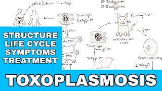 Toxoplasmosis  Toxoplasma gondii  Structure Life cycle Symptoms Treatment  Bio science [upl. by Nered]