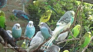 Budgerigars sounds  Parkieten geluiden  30 minutes of parakeet sounds [upl. by Zanas962]