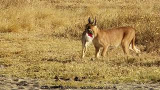 A fantastic Caracal and a successful hunt [upl. by Prosper]