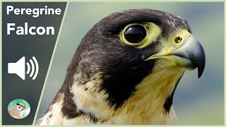 Peregrine Falcon  Sounds [upl. by Schreib]