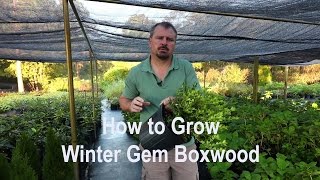 How to grow Winter Gem Boxwoods Buxus with a detailed description [upl. by Eniretak187]