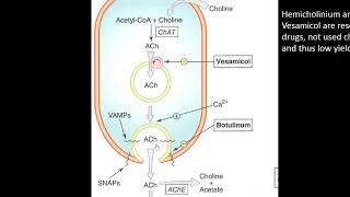 03 cholinergic transmission amp acetylcholine  Autonomic Pharmacology [upl. by Ynehpets]