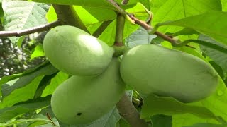 Paw Paw Asimina triloba The Largest American Fruit [upl. by Wilbur]