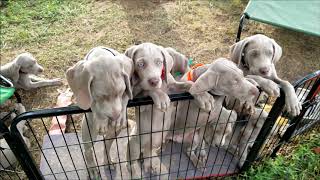 Weimaraner Puppies [upl. by Breskin]