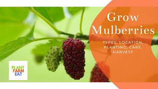 How to plant mulberry tree [upl. by Ellak907]