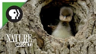 Ducklings Leave the Nest  NATURE Nuggets [upl. by Burgwell]