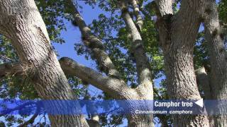 camphor tree Cinnamomum camphora [upl. by Senskell]